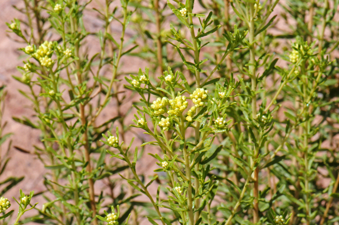 Southern Goldenbush is also called Jimmyweed, Southern Jimmyweed and Rayless Goldenrod. Isocoma pluriflora